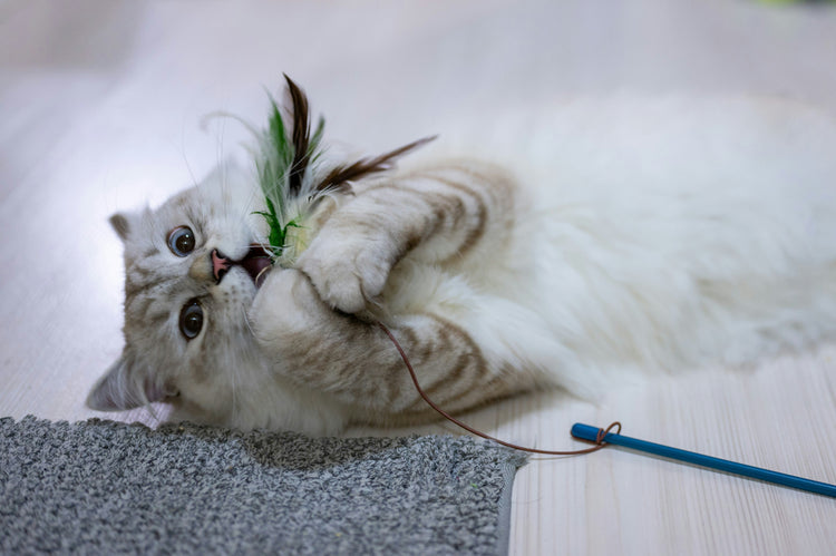 🐱 Cat Play - flairly