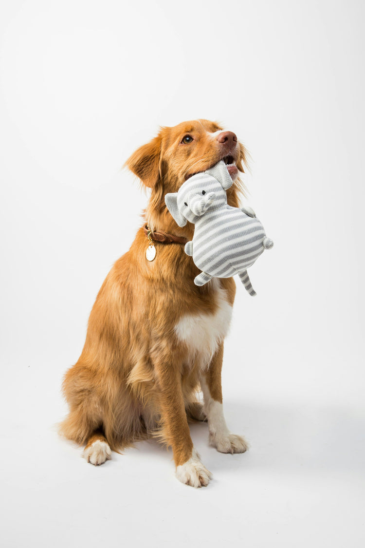 🐶 Dog Toys - flairly