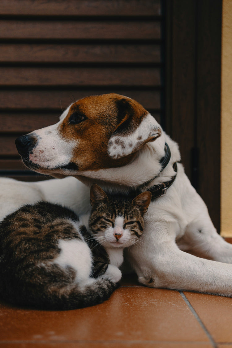 🐈‍⬛ Pet Wellness - flairly